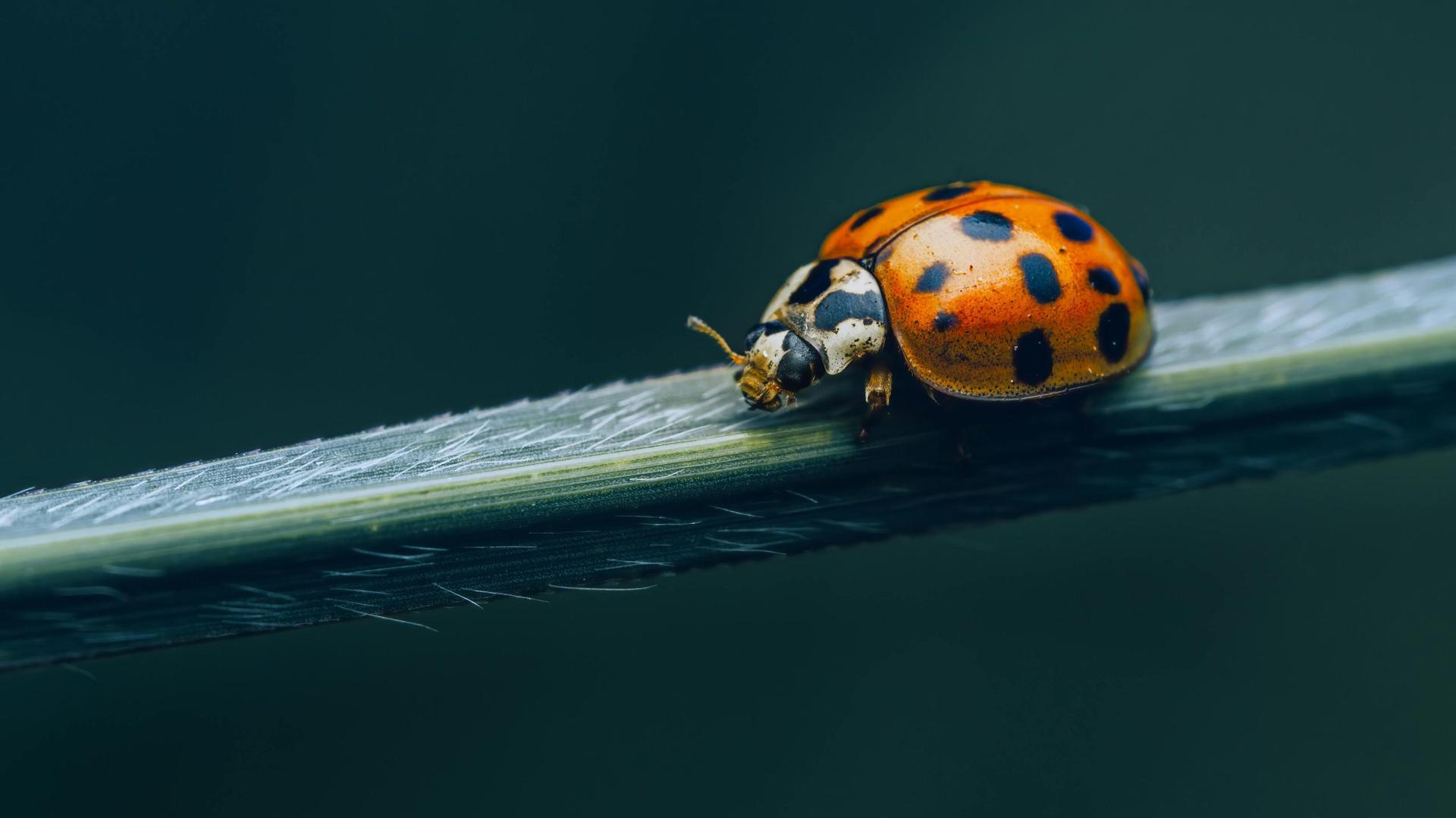 Asian Lady Beetle vs. Ladybugs: The Halloween Beetle Dresses in Disguise