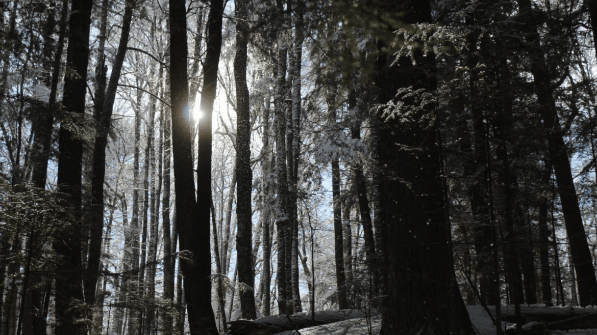 Forestry Council discusses Forestry Revitalization Act