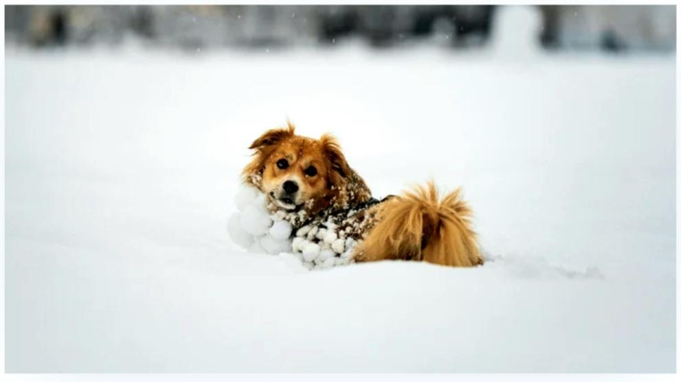 NEW Top Dog set to Raise Money for Pet Rescues and Kids in Need