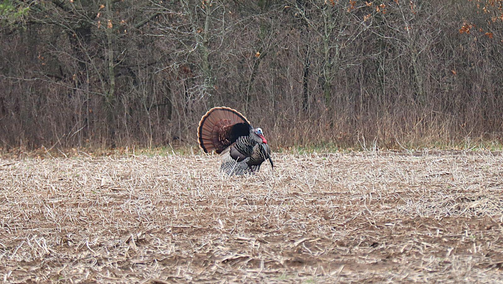 Turkey season is underway in Wisconsin